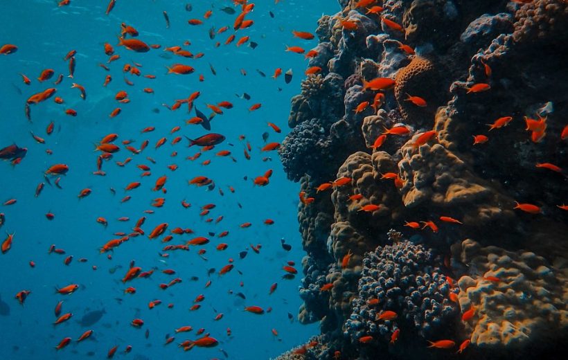 Plongée à Phu Quoc | Baptême, Snorkeling et Fonds Marins du Vietnam