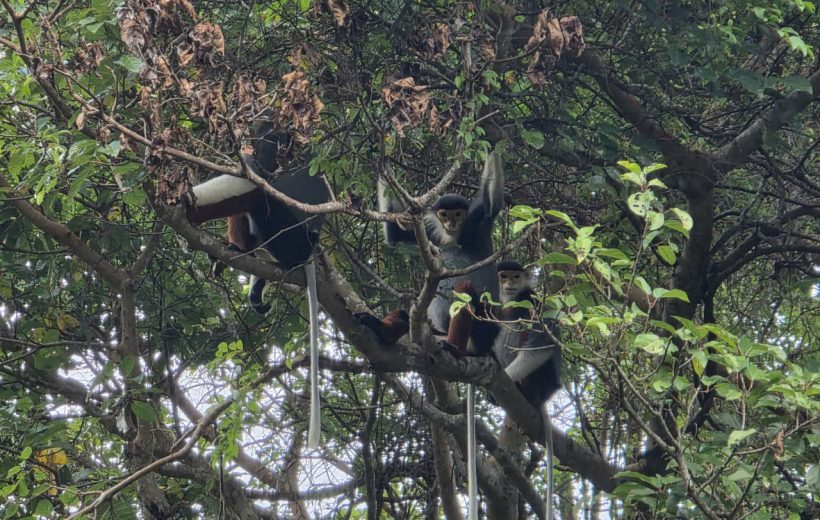Son Tra in Da Nang: excursion to observe the doucs langurs